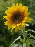 A_sunflower.jpg