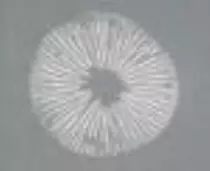 images/sporeprintbg.jpg