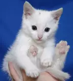 kattunge-coder.jpg