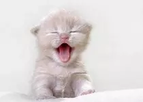 Mi pagina personal/gato.jpg