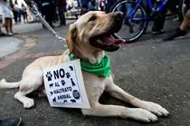 1.1.2-Dog.jpg