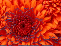Imágenes/Chrysanthemum.jpg