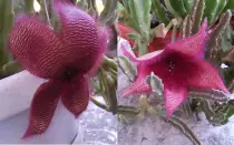 static/16082015_stapelia/20150816_011_2_flower_closeup.jpg