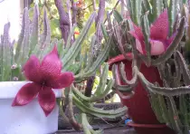 static/16082015_stapelia/20150816_029_stapelia_2_flowers.jpg