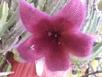 static/29082015_stapelia/20150829_003.jpg