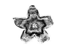 static/must_be_together/site_stapelia_logo/site_stapelia_logo.png