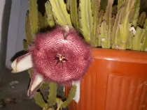 static/my_garden/20160831_004.jpg