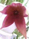 static/my_garden/20160902-08/20160907_052.jpg