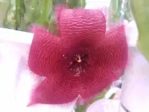 static/my_garden/20160902-08/20160908_006.jpg