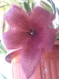static/my_garden/20160909-16/20160916_010.jpg
