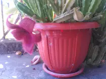 static/my_garden/20160909-16/20160916_014.jpg