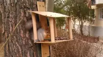static/squirrel_26012016/shot1.jpg
