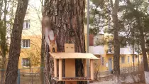 static/squirrel_26012016/shot2.jpg