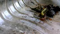 static/stepnaya_kobylka/20160803_mantis_dismantled.jpg