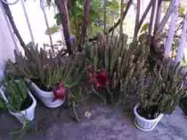 static/thumbnails/my_garden/16082015_stapelia/20150816_021_stapelia_all_4.jpg