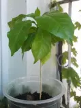 static/thumbnails/my_garden/garden_update_2016/20160730_051.jpg