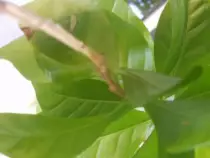 static/thumbnails/my_garden/garden_update_2016/20160730_057.jpg