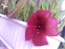 static/thumbnails/my_garden/garden_update_2016/20160731_017.jpg