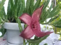 static/thumbnails/my_garden/garden_update_2016/20160812_006.jpg