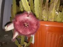 static/thumbnails/my_garden/garden_update_2016/20160831_004.jpg
