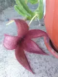 static/thumbnails/my_garden/garden_update_2016/20160902_005.jpg