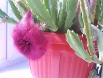 static/thumbnails/my_garden/garden_update_2016/20160928_001.jpg