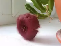static/thumbnails/my_garden/garden_update_2016/20161004_021.jpg