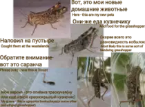 static/thumbnails/pets_to_eat.png