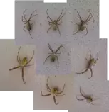 static/thumbnails/spider.svg.png