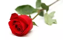 obligatoria_m1/rosa.jpg