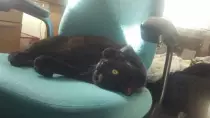frisky.jpg