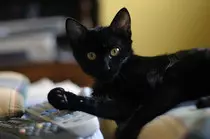 m2/gato.jpg