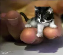 mini.jpg