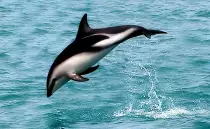 images/dolphin.jpg