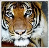 img/Tigre.jpg