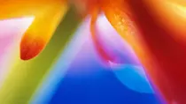 imagenes/flower.jpg