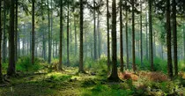 forest-07.jpg