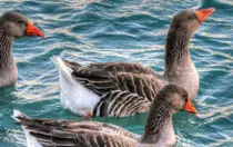 imagenes/pato02.png