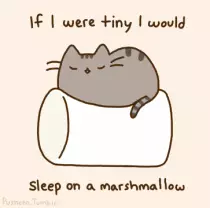Images/cat.gif