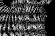 Images/zebra.png