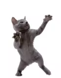 Dancing-cat.gif