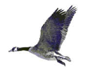 patitos/gaviota.gif