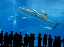 WhaleShark.jpg