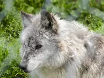 wolf1.jpg