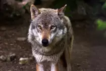 wolf3.jpg