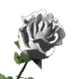 whiterose.gif