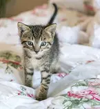 kitten.jpg