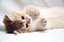 cats.jpg