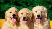 dogs.jpg