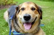 doggy.jpg